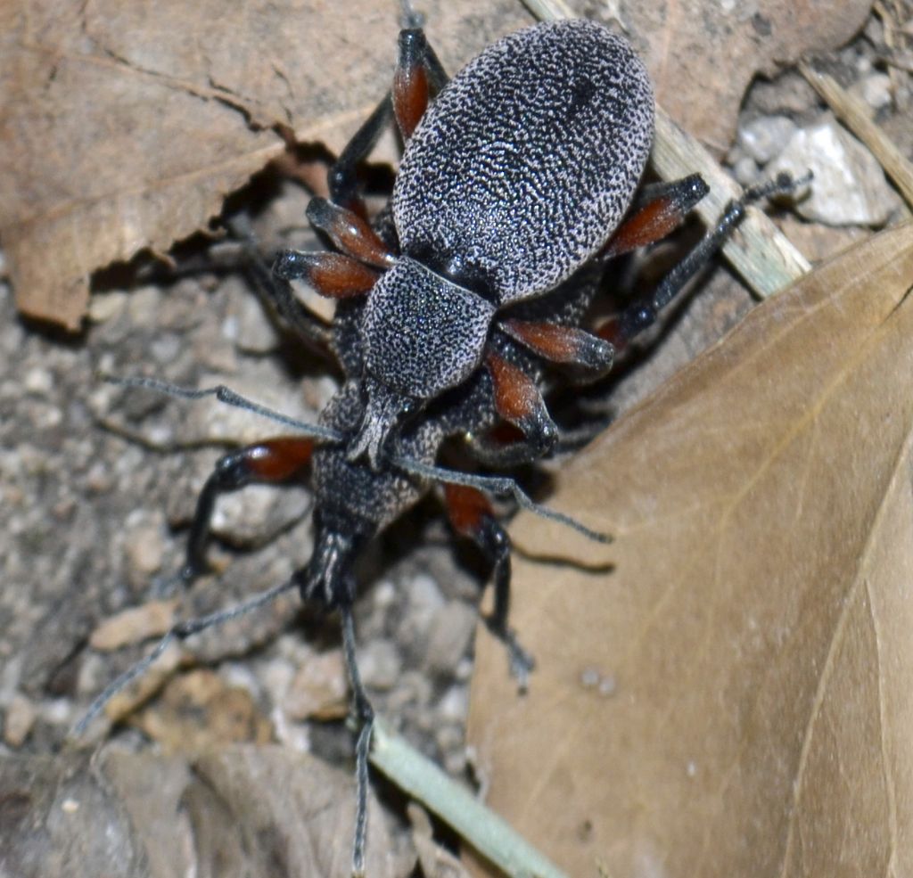 Otiorhyncus cardiniger ssp. cardiniger (Curculionidae)
